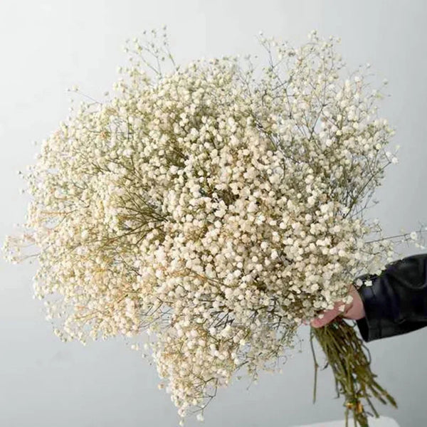 Natural Fresh Dried Preserved Flowers Gypsophila paniculata,Baby's Breath Flower bouquets gift for Wedding Decoration,Valentines ConnectRoom